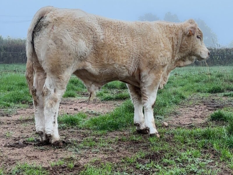 Veau type élevage HBC porteur F94l